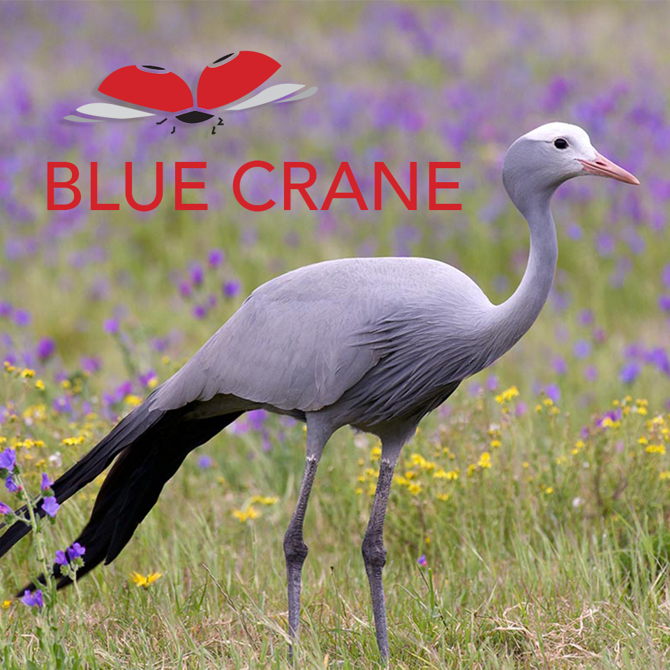 A month or so ago our 4 blue cranes were taken from the nature reserve by the person who owned their certificates who sold them and emigrated to Australia.  The estate were heartbroken as he hadn’t even bothered to ask if FWG would like to buy them. One of them was hand reared from an egg by a resident! The matter was all highly emotional and ugly. 