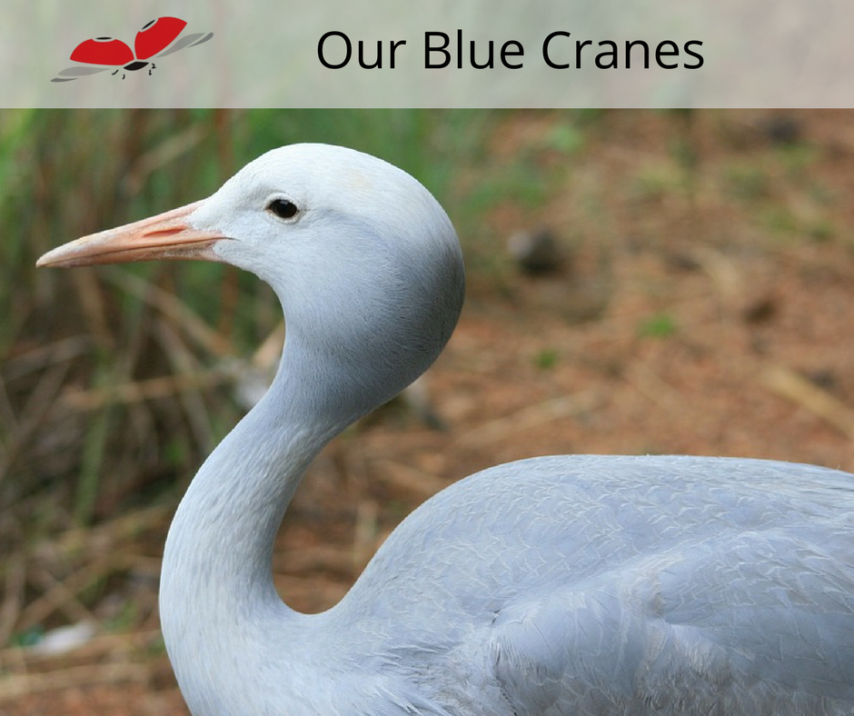 The Blue Cranes of Fourways Gardens Nature Reserve are doing well.